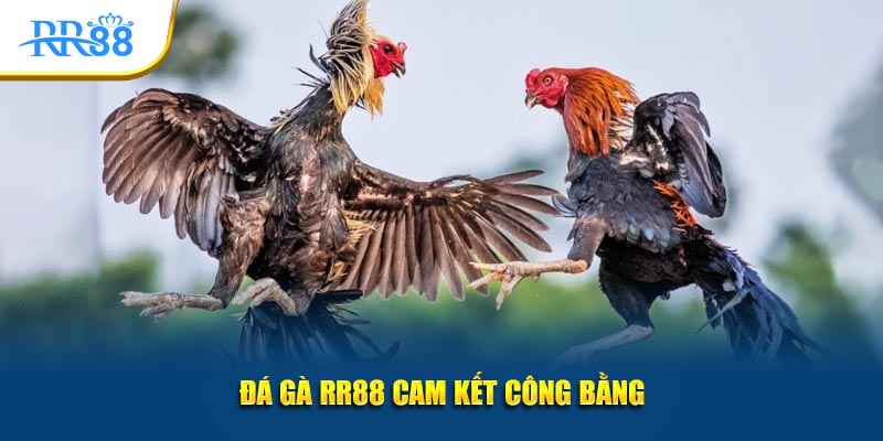 Đá gà RR88 cam kết công bằng